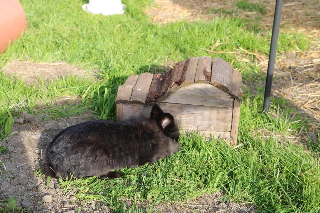 Ferienbauernhof Moosbrugger Lägenhet Schoppernau Exteriör bild